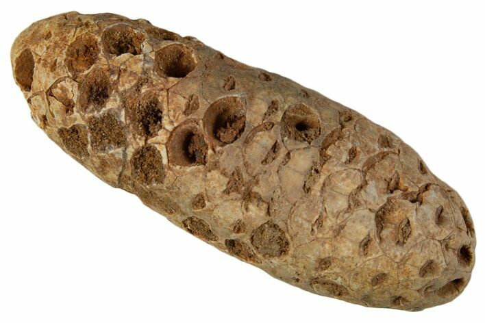 Fossil Cycadophyte Seed Cone - Boujdour, Morocco #339321